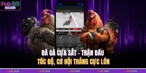 da ga cua sat tran dau toc do co hoi thang cuc lon