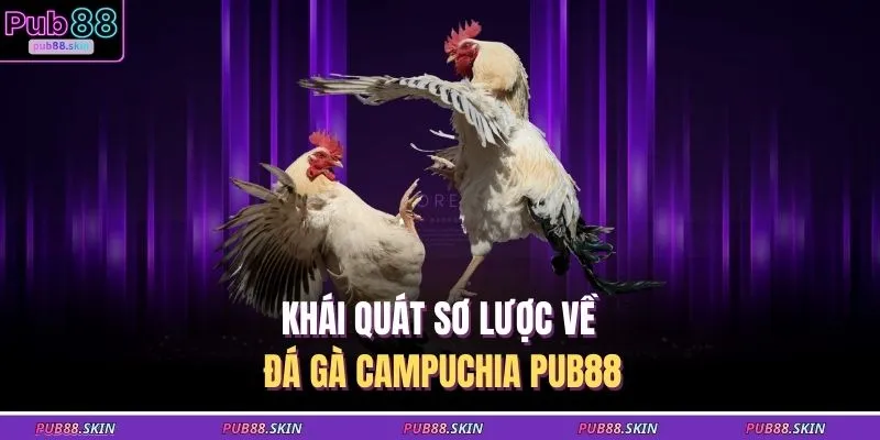 Khái quát sơ lược về đá gà Campuchia PUB88