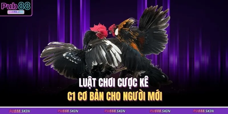 Luật chơi cược kê C1 cơ bản cho người mới